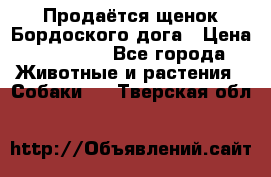 Продаётся щенок Бордоского дога › Цена ­ 37 000 - Все города Животные и растения » Собаки   . Тверская обл.
